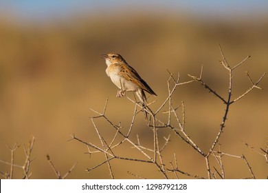 Fawn Coloured Lark Singing His Morning Song On A Driedooring Shrub