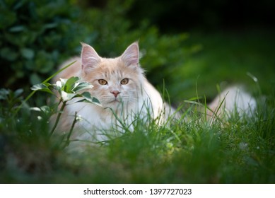 Fawn Cream Colored Maine Coon Cat Stock Photo 1397727023 | Shutterstock