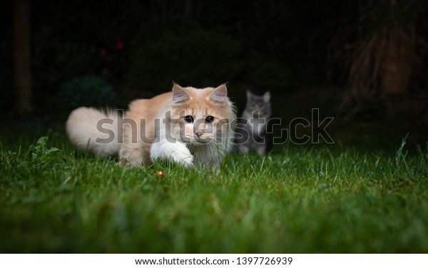 cats laser pointer stairs clipart