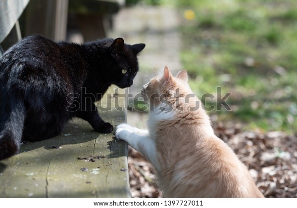 Fawn Cream Colored Maine Coon Cat Stock Photo Edit Now 1397727011