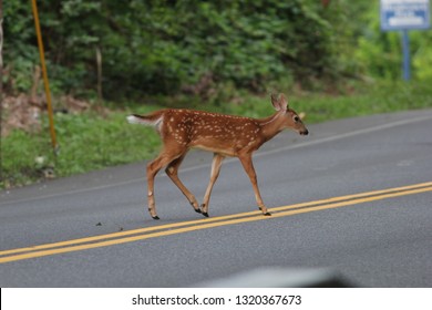 A Fawn Crossing The Road In Kingston NY