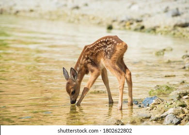 a fawn drinks water on the river Bank, Russia, Saratov region, Volga river