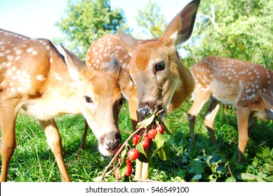 what do baby deer eat