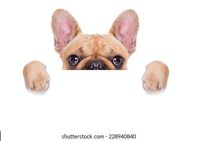 fawn french bulldog behind a white blank banner or placard, isolated on white background