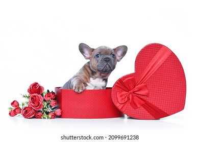 Fawn French Bulldog dog puppy in Valentine's Day gift box in shape of red heart with roses on white background - Powered by Shutterstock