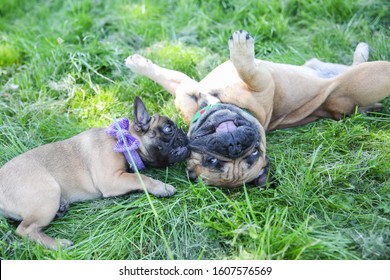 Fawn French Bulldog Puppy And Dad Dog Playing Outside