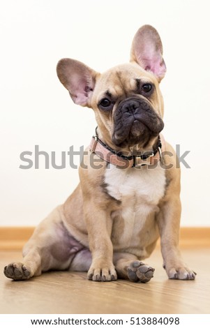 fawn french bulldog fawn french bulldog