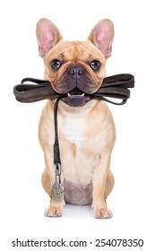 fawn french bulldog sitting with leather leash ready for a walk with owner, isolated on  white isolated background