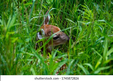 A Fawn In The Grass