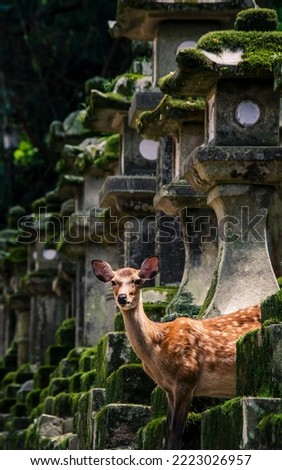 A fawn hiding among gabion lamps at Kasuga Taisha in Nara, Japan