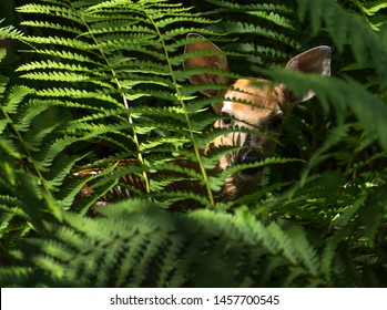 Fawn Hiding In Tall Ferns