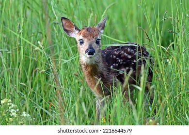 Fawn Just Born In Weeds