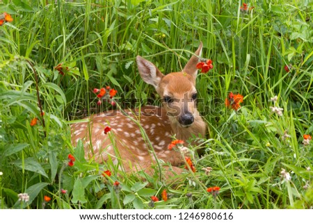 Fawn laying in a bed of orange wildflowers