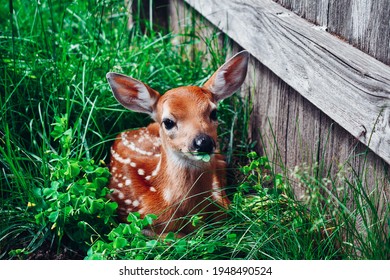 Fawn Laying In The Grass Eating Clover