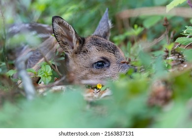 Fawn lies well camouflaged in the forest
 - Shutterstock ID 2163837131