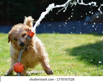 Fawn long coat small dog bitting garden hose nozzle