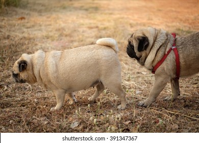 Fawn Pug Dog In Mating Season.