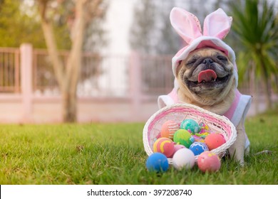 Fawn pug dog wearing rabbit costume with colorful easter eggs on grass.