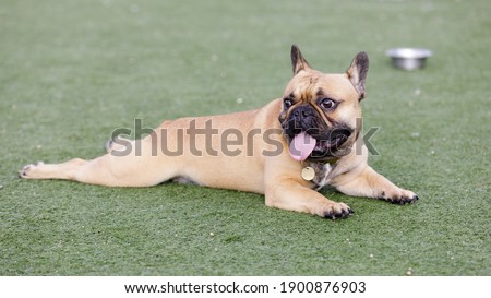 Fawn Puppy French Bulldog Lying Down and Panting with Tongue Out and Looking Away. Off-leash dog park in Northern California.