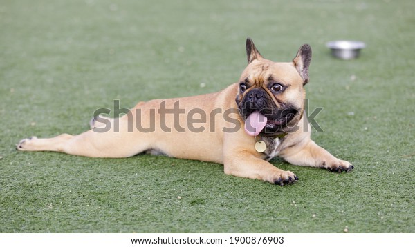 Fawn Puppy French Bulldog Lying Down and\
Panting with Tongue Out and Looking Away. Off-leash dog park in\
Northern California.