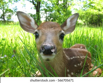 Fawn Sitting In Grass