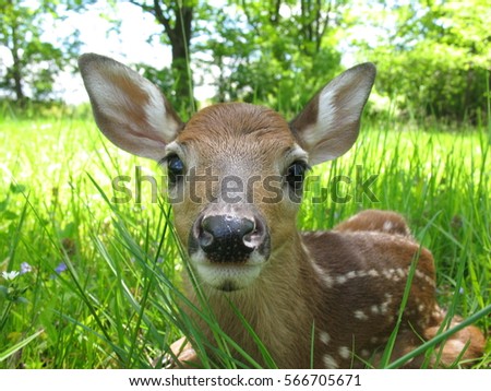 Fawn Sitting in Grass