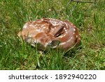 A Fawn Sleeping Soundly in Grassfield