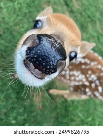 Fawn smiling at the camera