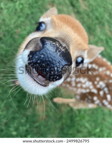 Fawn smiling at the camera