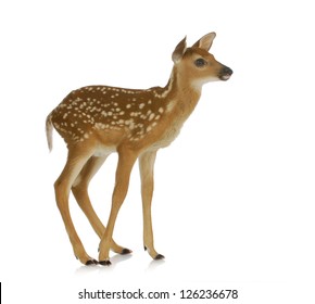 Fawn Standing Isolated On White Background