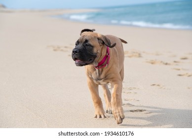 Fawn Or Tan Bull Mastiff Puppy At The Beach