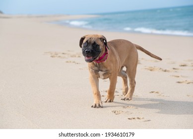 Fawn Or Tan Bull Mastiff Puppy At The Beach