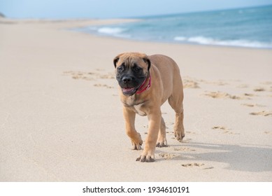 Fawn Or Tan Bull Mastiff Puppy At The Beach