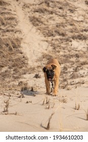 Fawn Or Tan Bull Mastiff Puppy At The Beach