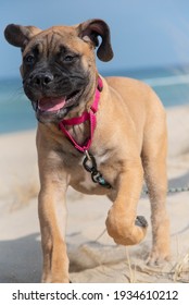 Fawn Or Tan Bull Mastiff Puppy At The Beach