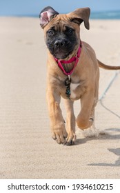 Fawn Or Tan Bull Mastiff Puppy At The Beach