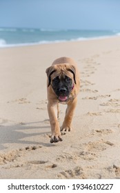 Fawn Or Tan Bull Mastiff Puppy At The Beach