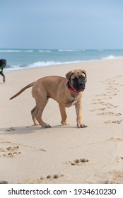 Fawn Or Tan Bull Mastiff Puppy At The Beach