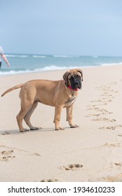 Fawn Or Tan Bull Mastiff Puppy At The Beach