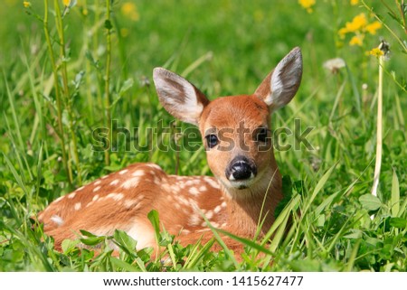 fawn Virginia deer in forest of Quebec