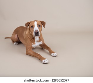 Droll Labrador Retrieveramerican Pit Bull Terrier Mix