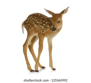 fawn - white-tail standing isolated on white background - Shutterstock ID 125565992