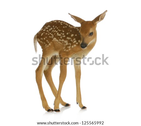 fawn - white-tail standing isolated on white background