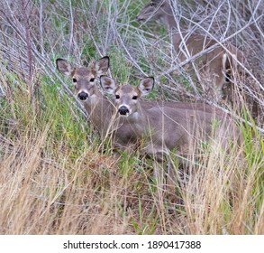 Fawns Of White Tailed Deer , Texas