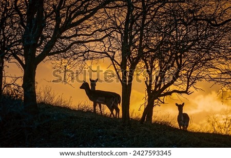 Fawns in the wild in the early morning. Beautiful fauna in nature at dawn. Deer fawn at dawn. Fawns at dawn background