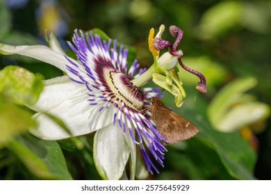 Fawn-spotted skipper butterfly (Cymaenes lumina) on a Passiflora flower (Passiflora caerulea).