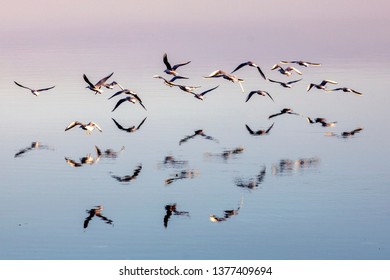 Fayoum Lake View