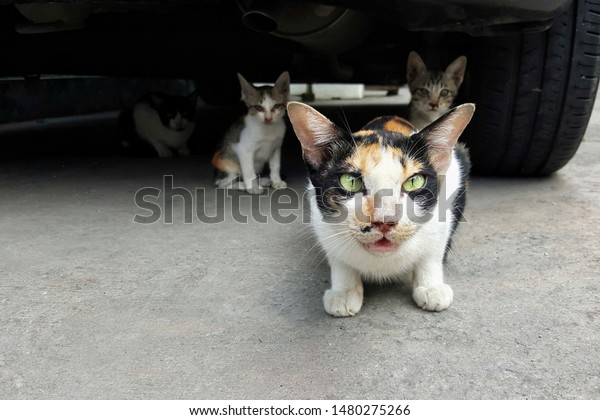 fear face of stray cat and her kittens while\
crouching under car