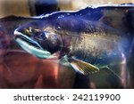 Fear Salmon Issaquah Hatcrhery Washington.  Salmon swim to the Hatchery where they will be killed to create more salmon.  Salmon appear to know their fate.
