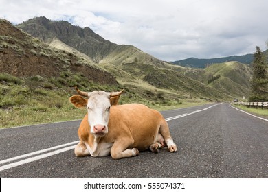 Fearless cow lying on the road in the mountains